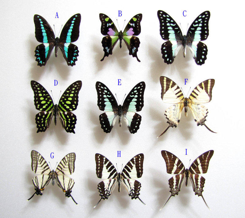 昆虫標本 Photo by insect_nara · July 26, 2025