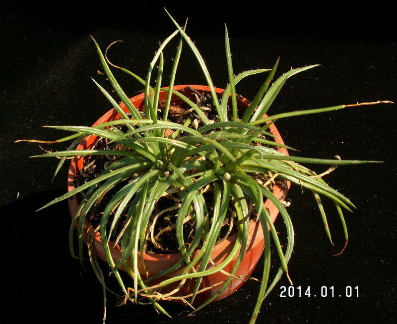 6131)沙漠鳳梨─Dyckia choristaminea small form (稀有品系的變異種