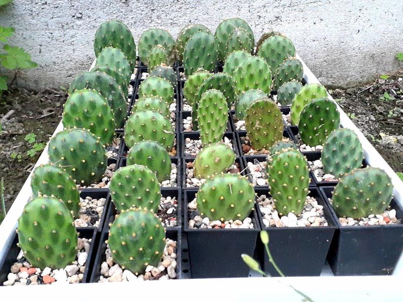 【石在好玩】 Opuntia decumbens智利團扇仙人掌( 1盆隨機出貨 )