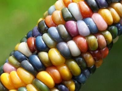 琉璃寶石玉米種子~又稱彩虹玉米，是全世界最美麗的品種，硬質玉米適合觀賞