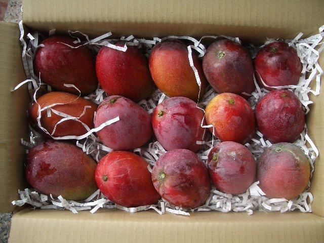 （已售完）愛文芒果種值山坡在欉黃10斤22顆裝每箱400元 優惠2箱免運費