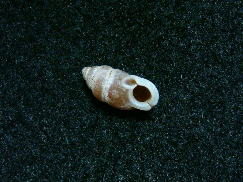 JLshell - 台灣豆蝸牛 Pupinella swinhoei