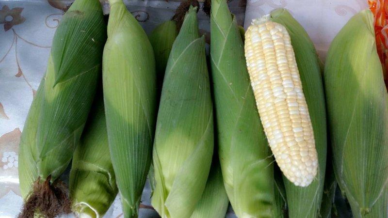 水果玉米 白龍王水果玉米 超甜玉米 天然農法栽培 每季節時價參考為準 1500