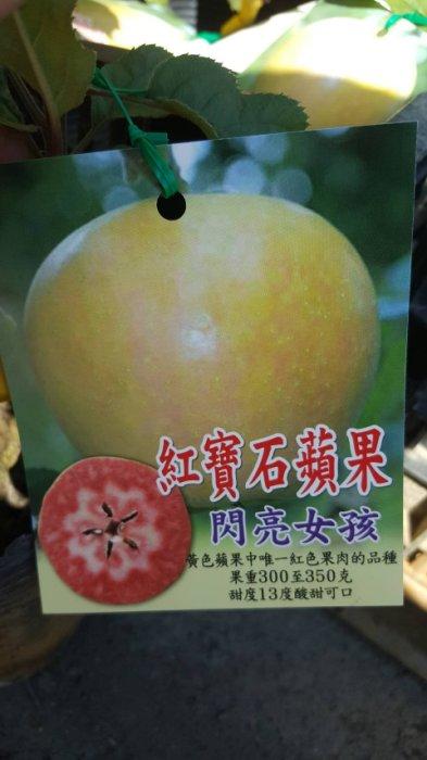 ╭＊田尾玫瑰園＊╯ 新品種水果苗-(紅寶石蘋果)高25cm600元