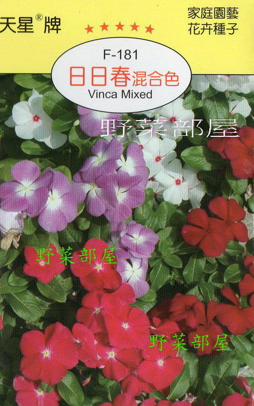 【野菜部屋~】Y10 日日春混Vinca Mixed~穗耕種苗~天星牌原包裝種子~每包17元~
