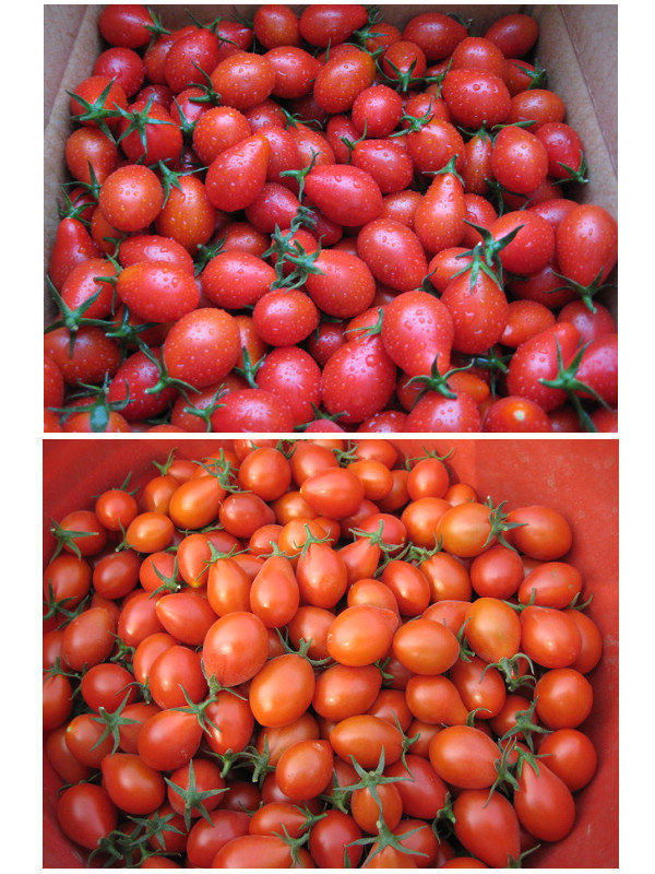 免運有現貨!免運下坑名產 20斤裝聖蜜小蕃茄番茄產地現採現送最便宜 市場一小袋要一百 (更新日20211008)