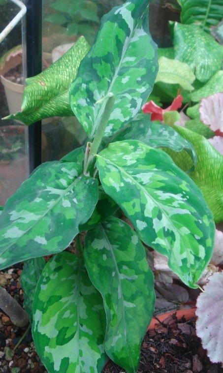 雨林植物,三色粗勒草 ,迷彩粗勒草, 迷彩粗肋草, Aglaonema pictum tricolor