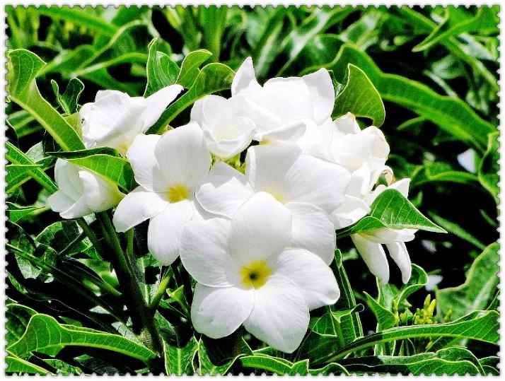 ♥糖心小舖♥~觀賞植物~白雪公主雞蛋花(劍葉緬梔)~有著雪白亮眼的花朵，開花性佳~