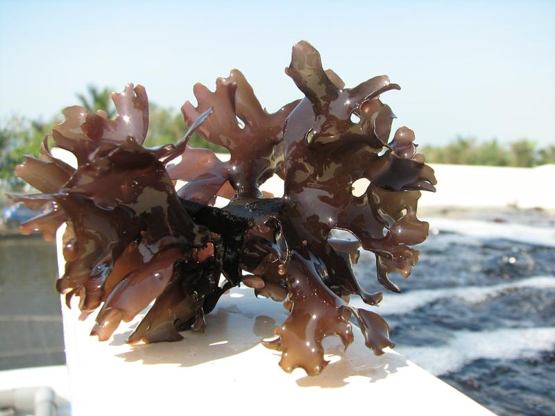 珍品 海木耳 海中紅寶 食用海藻 小琉球名產