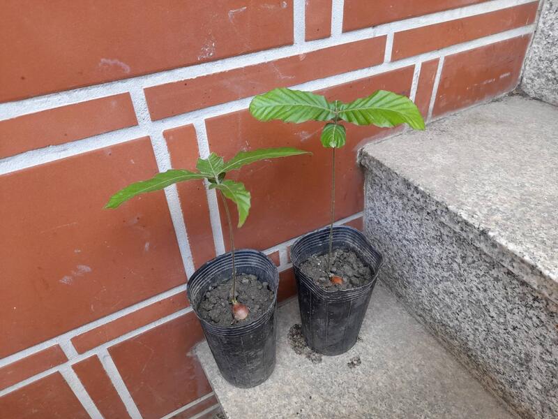 台灣原生種-栓皮櫟，一年內苗100元，高約15公分面交8折