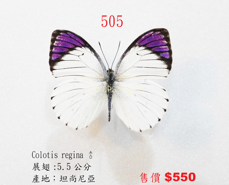 蟲新發現╭○-○╮蝴蝶標本A1 ~ Colotis regina 展翅5.5CM 產地：坦尚尼亞