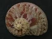 seashell 廣口螺 貝殼標本