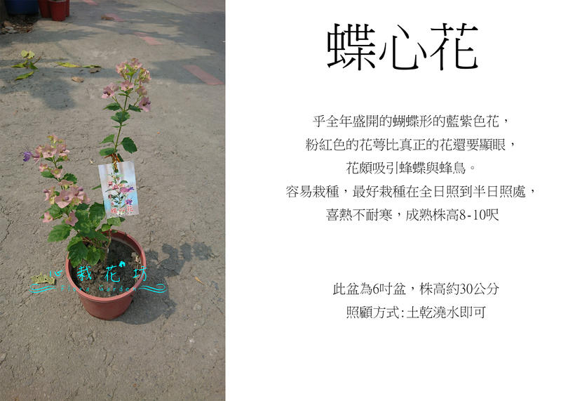 心栽花坊-蝶心花/冬紅花/5吋/觀花植物/綠化植物/售價200特價160