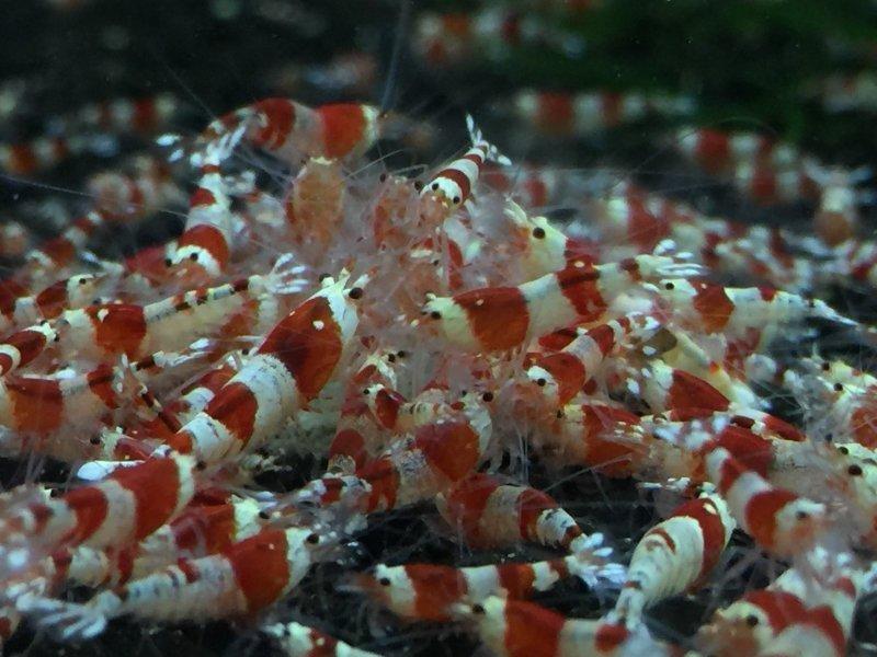 水晶蝦_紅白水晶蝦 (母蝦)