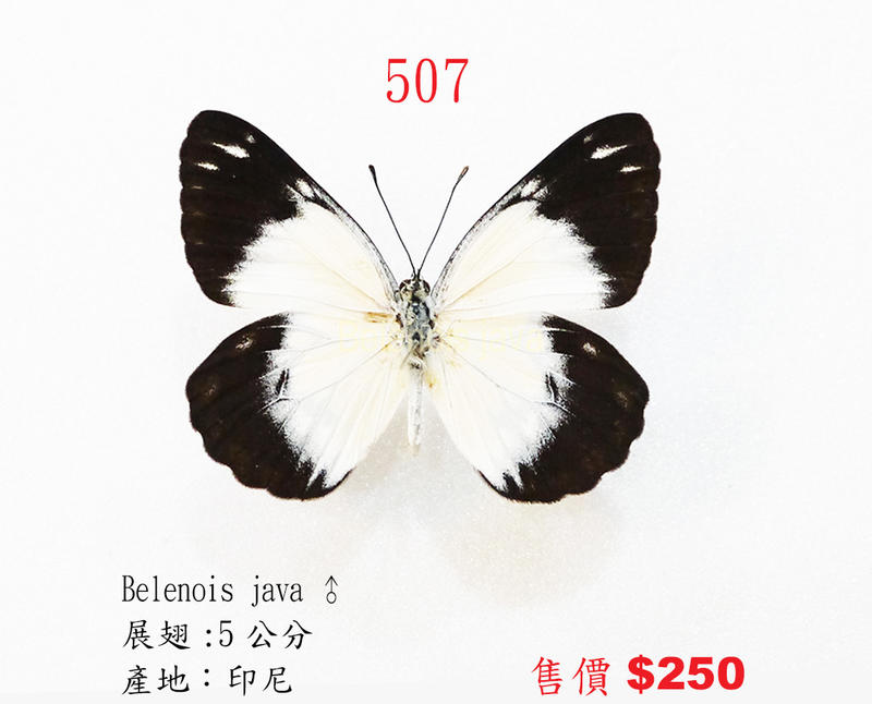 蟲新發現╭○-○╮蝴蝶標本A1 ~ Belenois java 展翅5CM 產地：印尼