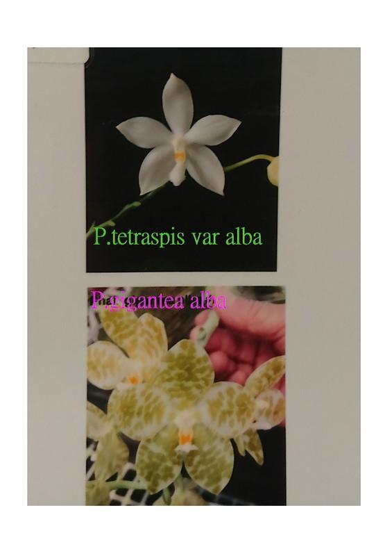 {親友蘭園} 蘭花拍賣之蝴蝶蘭- P.tetraspis var alba x P.gigantea alba