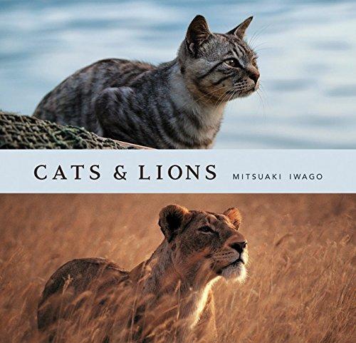 【布魯樂】《代訂中》[攝影藝術]《貓與獅子》圖集 Cats and Lions  [Hardcover]
