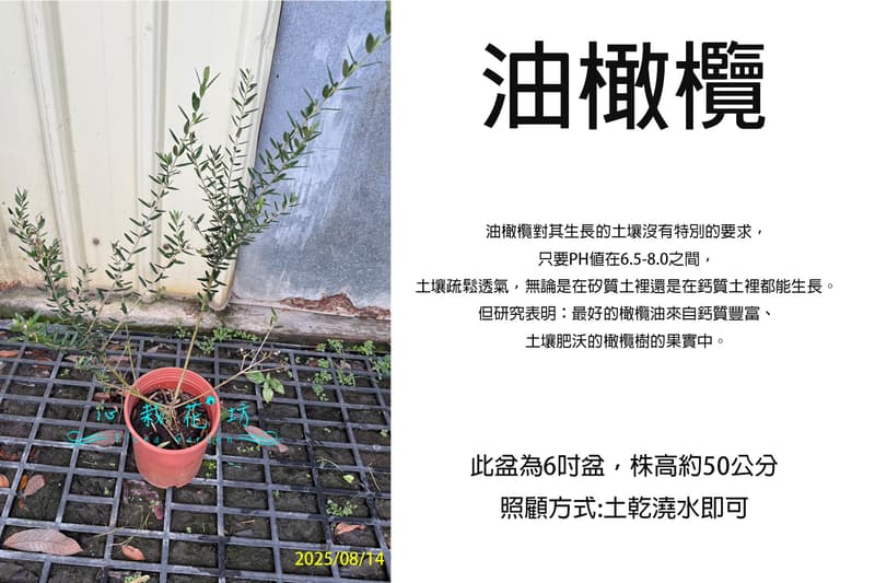 心栽花坊-西班牙油橄欖/西班牙早生油橄欖/6吋/網美植物/觀葉植物/售價500特價400 | 露天市集 | 全台最大的網路購物市集
