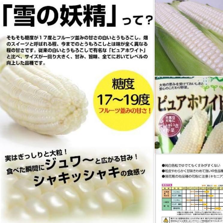 菜根園-雪姬玉米種子100粒150元