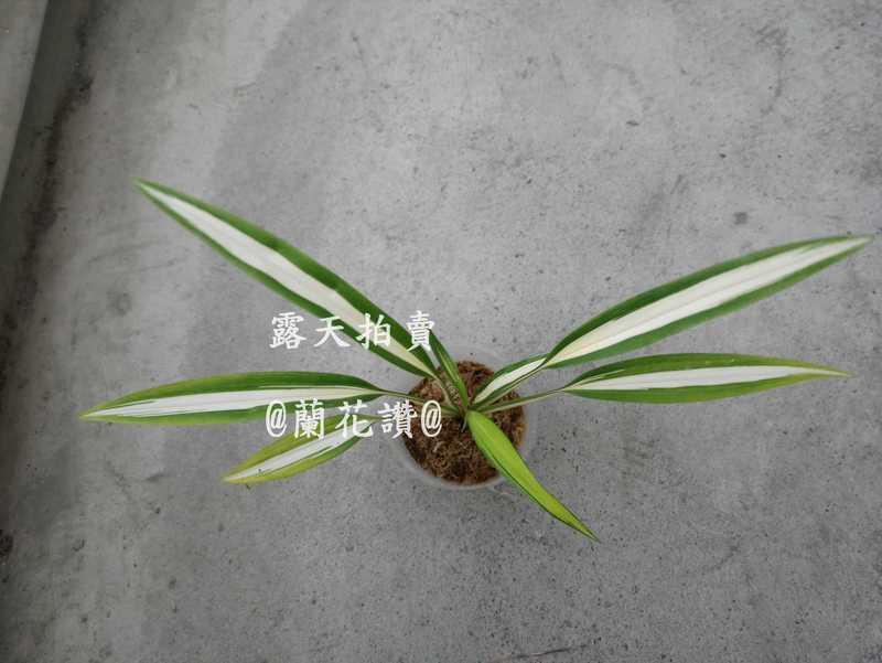 (問)@蘭花讚@夏洛特中斑吊蘭Chlorophytum bichetii 'Charlotte' 特殊黃中斑