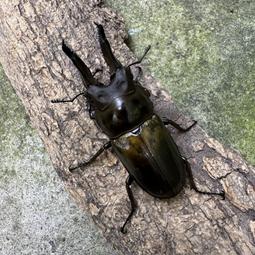 【甲蟲部落】馬場黃金鬼鍬形蟲 幼蟲 親代♂ 72mm