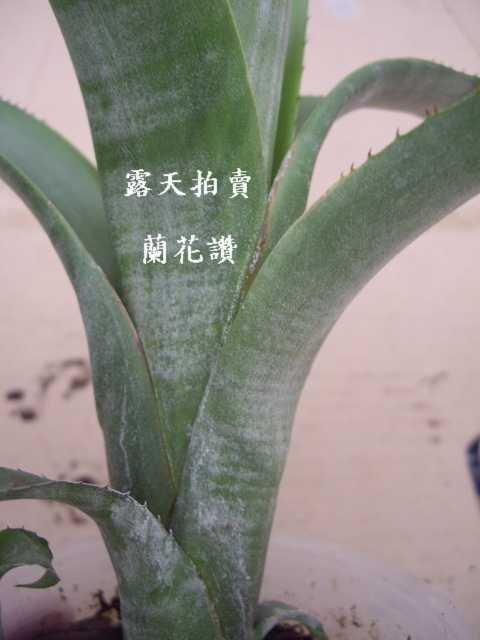 (問)@蘭花讚@積水鳳梨 Billbergia sp.(1) (筒狀鳳梨 水塔花)葉背漂亮白斑紋大鋼牙狀的葉緣刺超帥氣