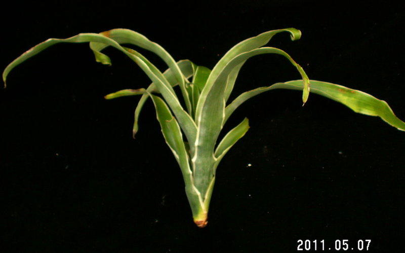 (5226)積水鳳梨─Billbergia amoena var. stolonifera albo-marginata