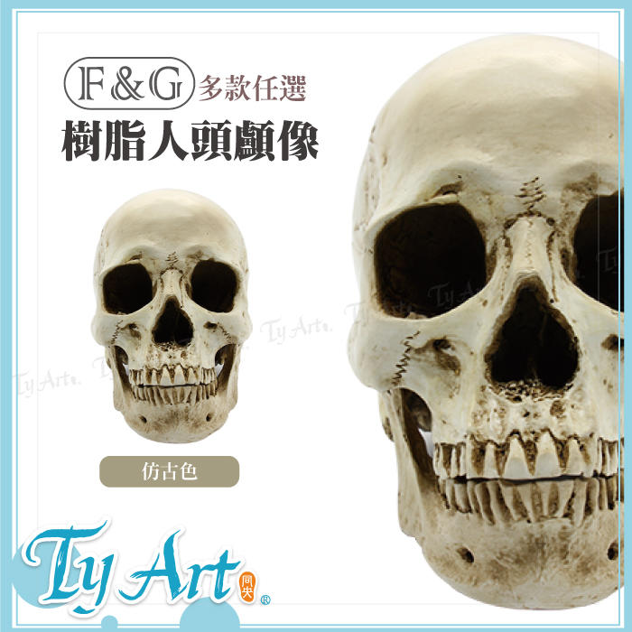 同央美術網購 藝術繪畫用 骷髏頭 大 骨骼解剖樹脂模型 仿古色 仿真 刷色 (高約15.5cm)