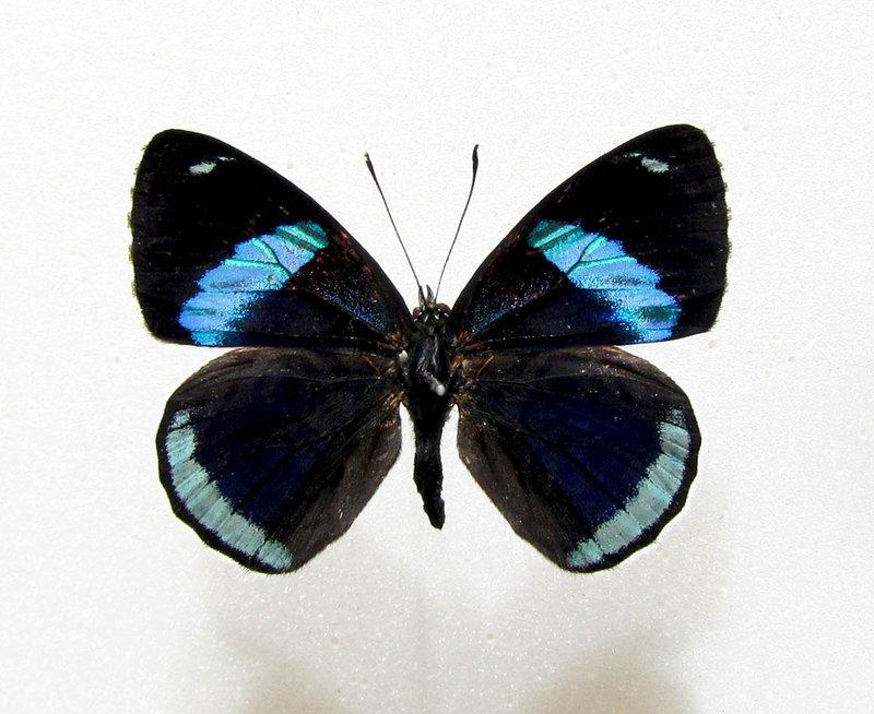 蟲新發現╭○-○╮蝴蝶標本A1~diaethria gabaza eupepla數字蝶展翅4CM 