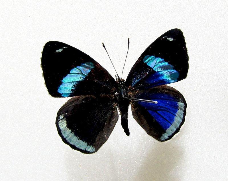 蟲新發現╭○-○╮蝴蝶標本A1~diaethria gabaza eupepla數字蝶 展翅4CM 產地：秘魯