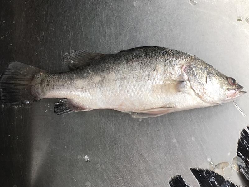 (食魚)~~ 新鮮  鱸魚 金目鱸魚約400g 一尾只要69元