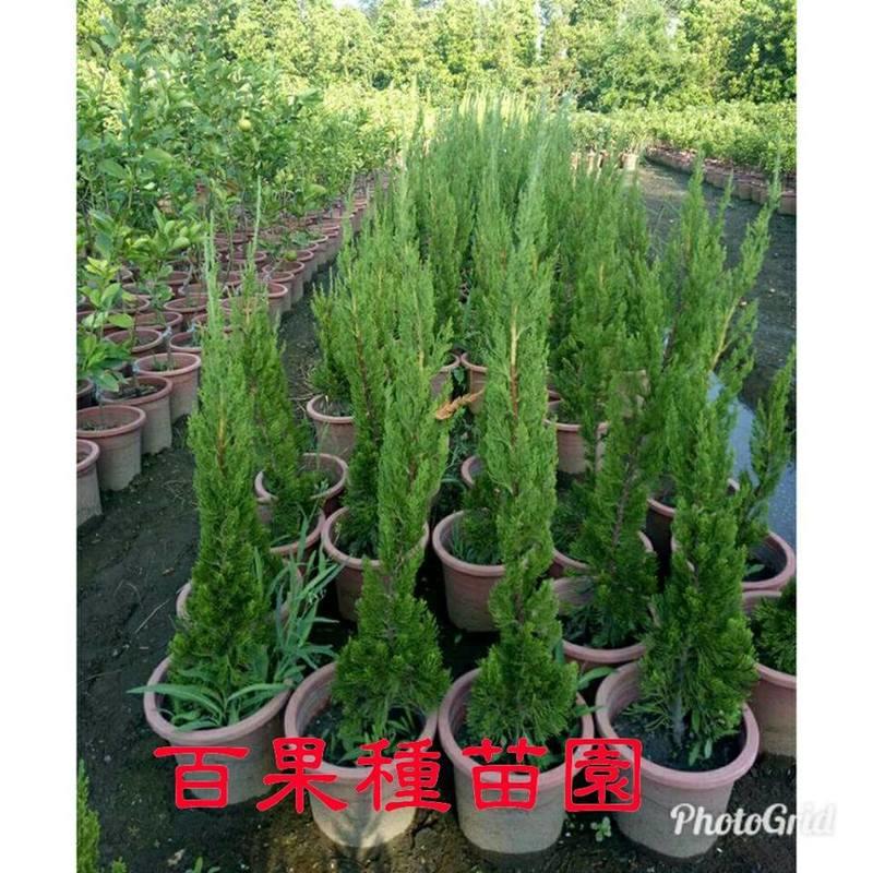 百果種苗園※龍柏※綠籬景觀植物 | 露天市集 | 全台最大的網路購物市集