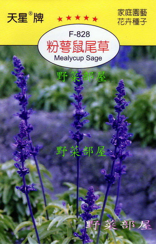 【野菜部屋~】Y64 粉萼鼠尾草Mealycup Sage~穗耕種苗~天星牌種子~每包17元~