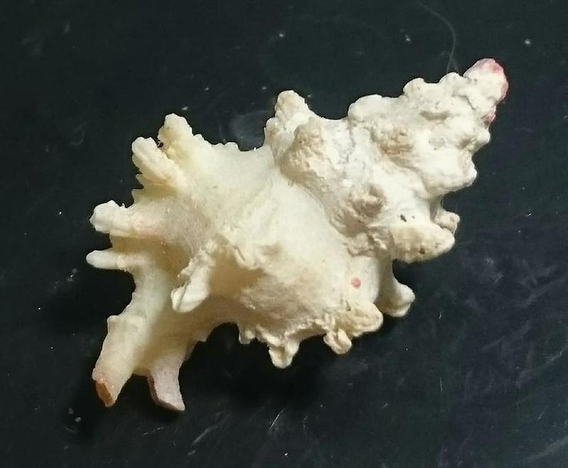 seashell 骨螺 貝殼標本