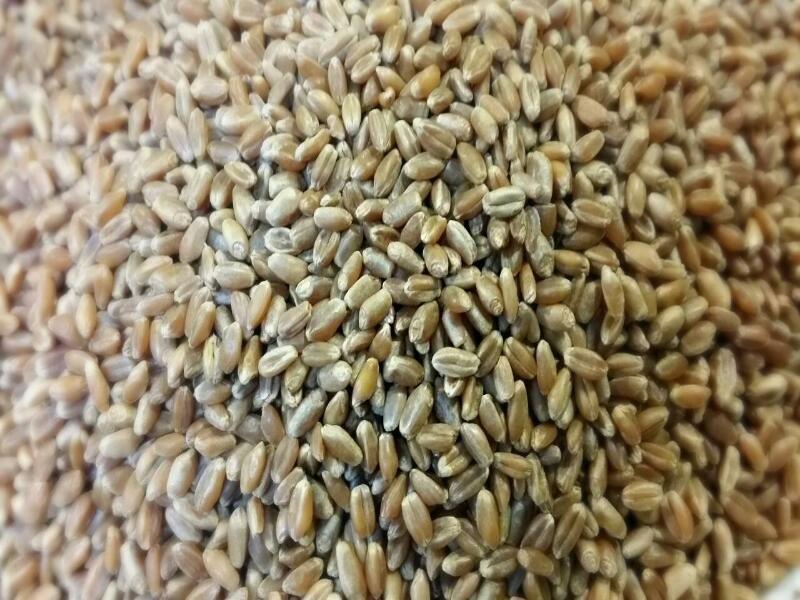 ｛豐｝糧行  紅小麥 （1200公克）