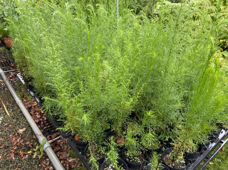 (木莯工作室) 茵陳蒿散發的獨特氣味是因為植株體內含有大量的精油,將乾燥後的茵陳蒿拿來焚燒,可以有驅蚊的效果} 露天市集 全台最大的