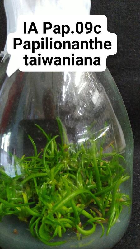 < 永安兰园 >兰花瓶苗 Pap. taiwaniana ( 拟台湾凤蝶兰 )(本园编号FPap.09c)