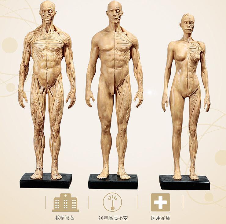 人體肌肉模型 骨骼繪畫CG參考標版解剖美術臨摹雕塑仿真 人體模型