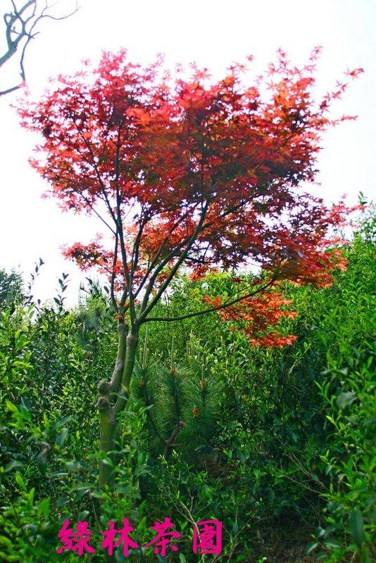 綠林茶園- 紅楓樹 (初猩猩) 35 