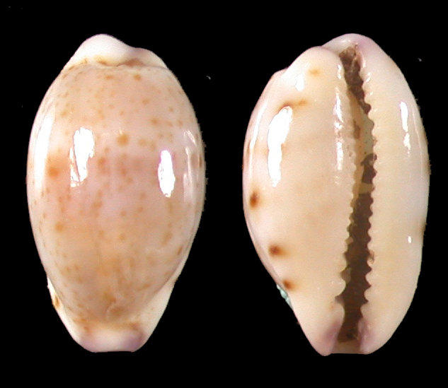 seashell 哈蒙寶螺 貝殼標本