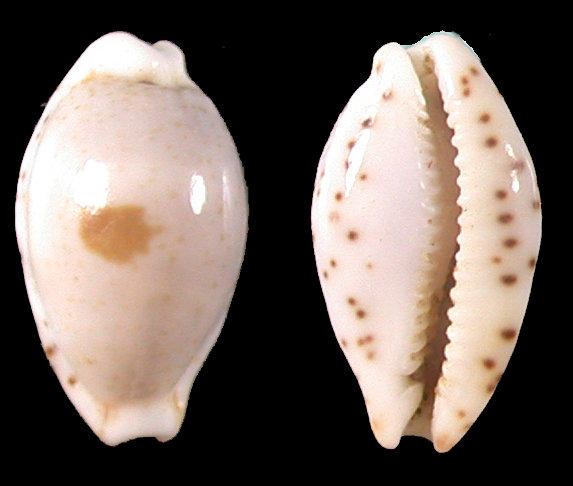 seashell 黑潮寶螺 貝殼標本