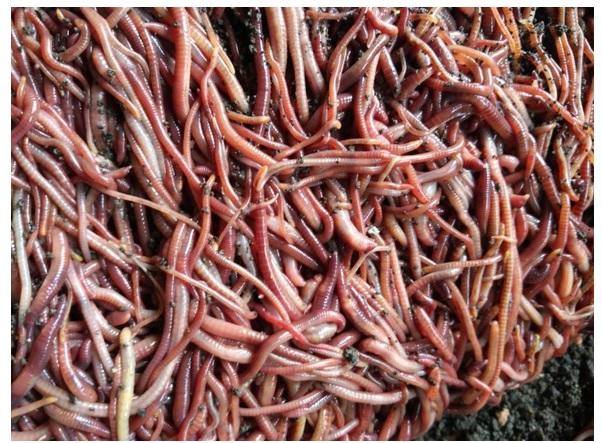 太平二號紅蚯蚓約1500支，加基材+養殖盆,幫你廚餘回收,過期食材水果蔬菜,寵物糞通通交給蚯蚓製造出蚯蚓糞可以種有機植物