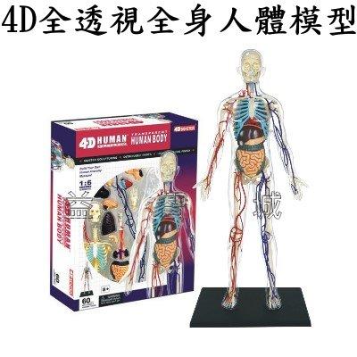 益智城《教學人體模型/人體器官模型/DIY模型/骨骼模型/科學玩具教具/4D Master 》4D全透視全身人體模型