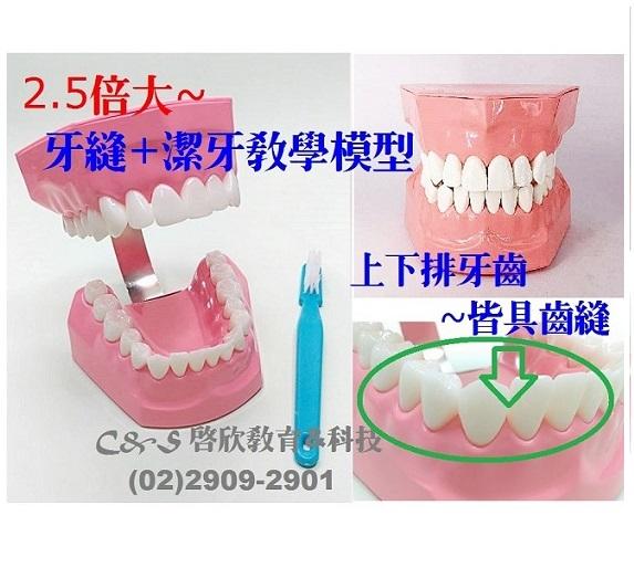 牙齒保建 口腔衛生 示範教學模型 2.5倍大 上、下排牙齒~皆具齒(牙)縫 附:大型牙刷＆替代牙線