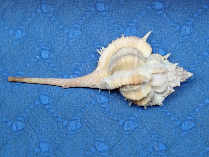 【忠實第紫雲軒】岷答那峨骨螺Murex mindanoensis(長約6.2cm，不常見，保存良好，色澤飽滿，天然原味，