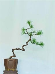 五葉松- 盆景、盆栽(庭院、花草園藝) - 人氣推薦- 2023年8月| 露天市集
