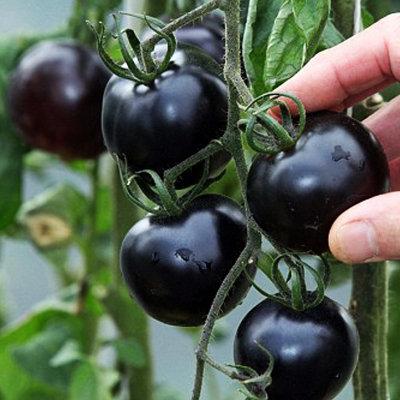 菜根園-黑番茄種子20粒裝        可陽台種菜 盆栽