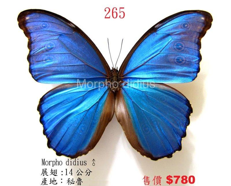 蟲新發現╭○-○╮蝴蝶標本A1~大美藍摩爾弗蝶  展翅 14CM  產地：秘魯