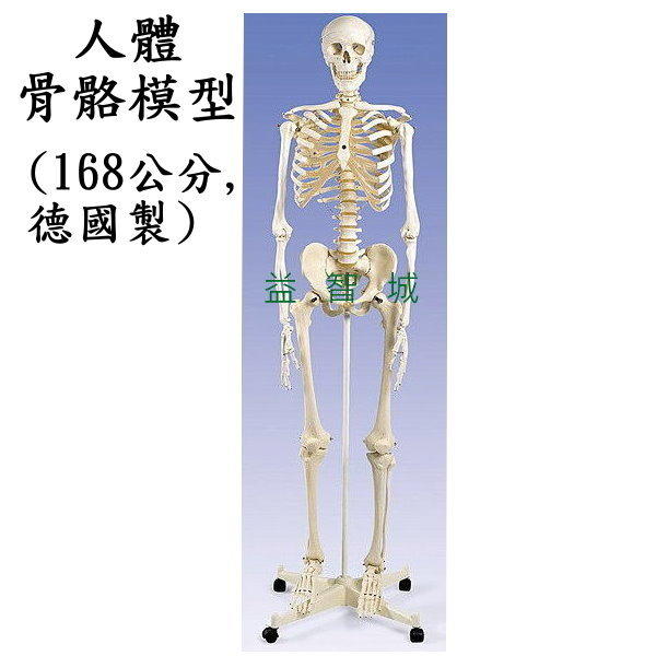 益智城《教學人體模型/人骨模型/骨頭模型/人體骨架/人體骨模型/骨架 