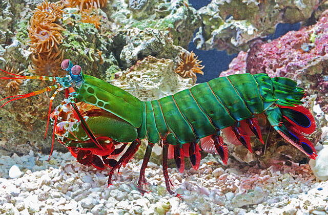 丹尼阿瓜水族 海水魚 五彩螳螂蝦
